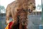 Lion_on_horse_tiny