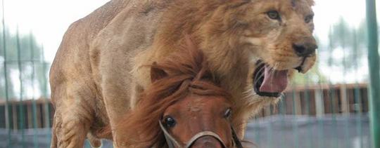 Lionpony_large