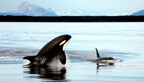 Alaska Walking & Hiking Tour