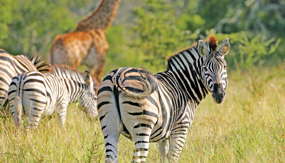 South Africa & Botswana Multisport Tour