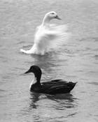Ducks_on_a_pond
