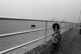 Fog_dog_bike