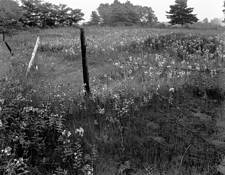 Fence_and_field