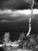 Beach_trees