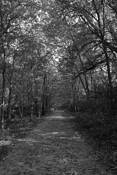 Sun_dappled_road