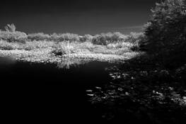 Wetlands_1