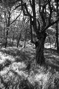 Settlers_apple_tree