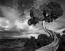 Gnarled_juniper