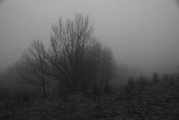 Fog