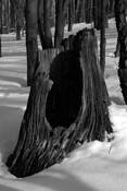 Stump