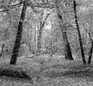 Fall_11