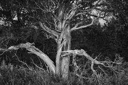Untitled_11
