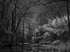 Bayou_pierre