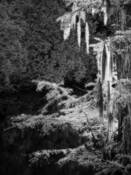 Spanish_moss_lecompte_bayou