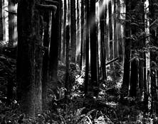 Forest_beams
