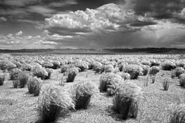Desert_grass
