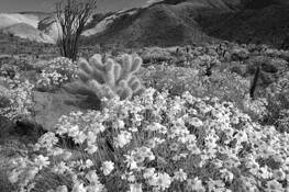 Desert_wild_flowers