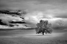 Farmland_tree