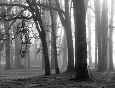Foggy_morning