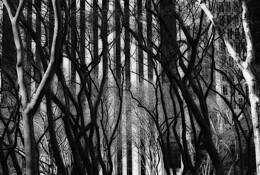 Bryant_park