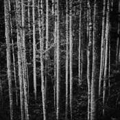 Great_smoky
