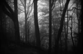 Marshall_woods_2