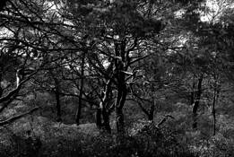 Coastal_beach_trees