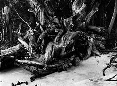 Driftwood