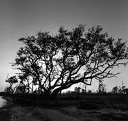 Evening_coastal_tree