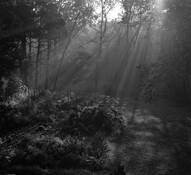 Misty_morning_garden