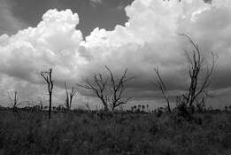 Trees_before_the_storm__milton