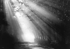 Fog