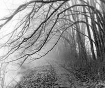 Trail