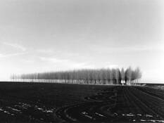 Tree_farm