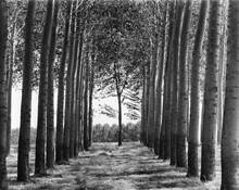 Tree_farm