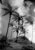 Cocogrove__10