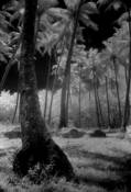 Graves_among_the_cocos_4