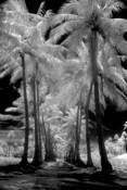 Island_road_2