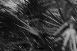 Roots_series
