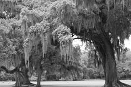 Roots_series