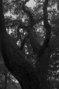 Roots_series