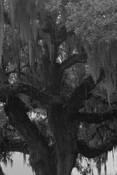 Roots_series