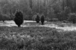 Trees_2
