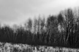 Trees_3