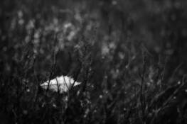 Trees_6