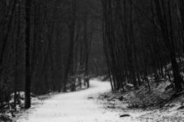 Trees_8