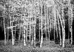 Acadia_national_park