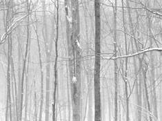 Little_river_preserve_1