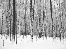 Little_river_preserve_2