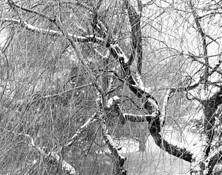 Redding_ridge